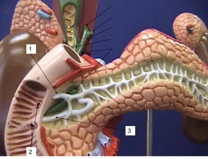 Санториниев проток поджелудочной железы. Вирсунгов и санториниев проток. Вирсунгова протока поджелудочной железы. Вирсунгов проток анатомия.