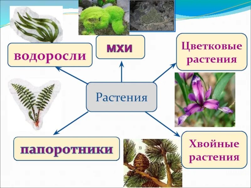 Виды растений 3 класс