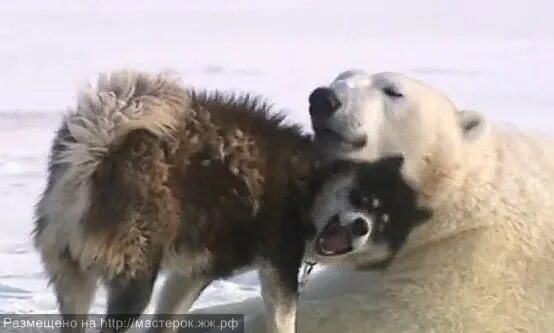 Видео собака привела медведей. Дружба белого медведя и собаки. Лайка и белый медведь. Собака и медведь Дружба. Белый медведь гладит собаку.