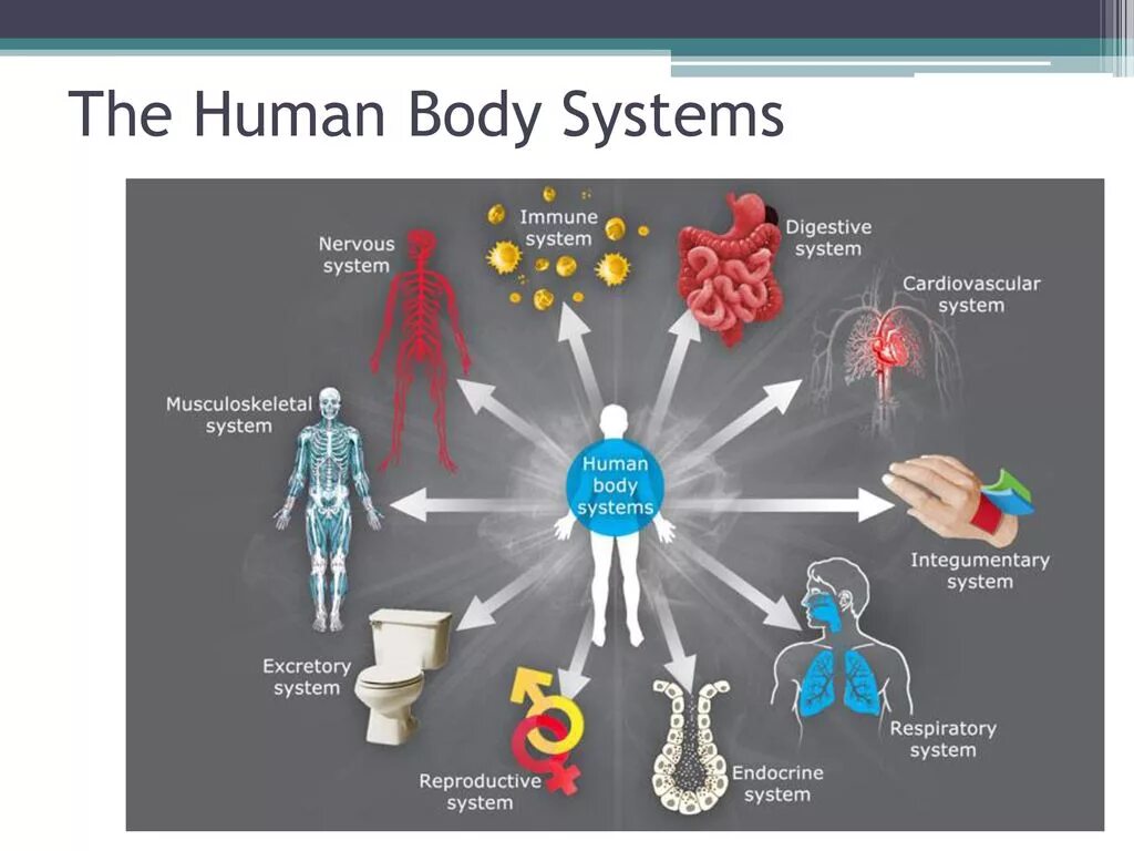Human org. Презентация the Human body. Human body Systems. Systems in Humans body. Systems of the body картинки.