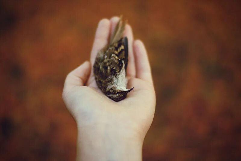 Птица на ладони. Птицы ладошками. Птичка на руке. Bird in hand