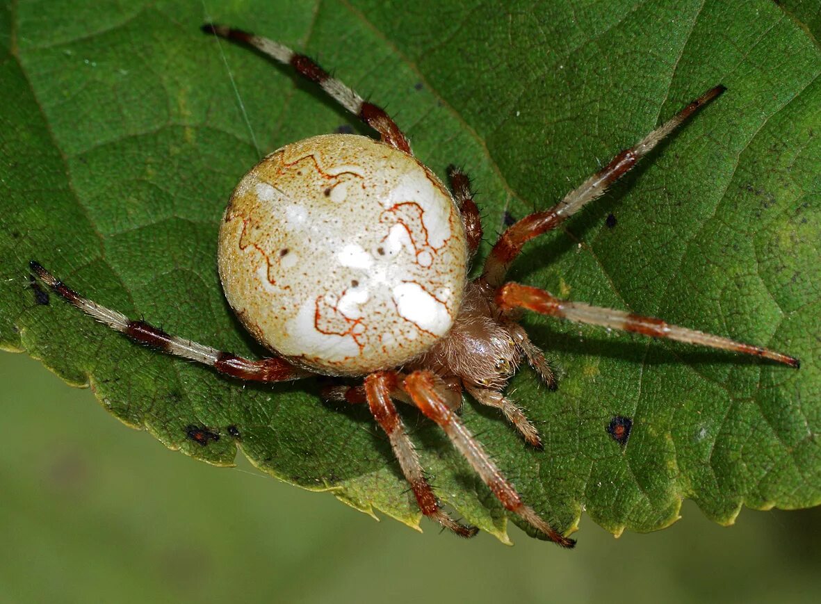 Крестовик araneus marmoreus. Мраморный крестовик (araneus marmoreus). Крестовик araneus marmoreus. Паук крестовик красный. Оранжевый паук крестовик.