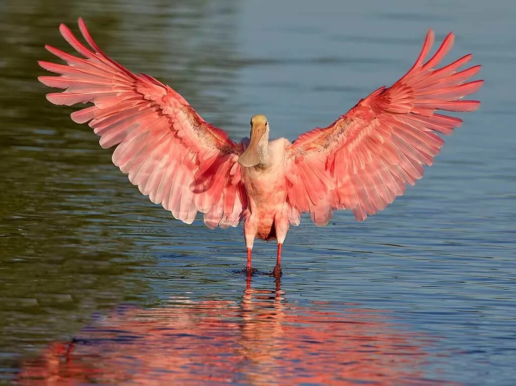 Оперение ее переливалось лимонным и розовым цветом. Розовая колпица в Северной Америке. Roseate Spoonbill птица. Колпица птица. Птенец колпицы.