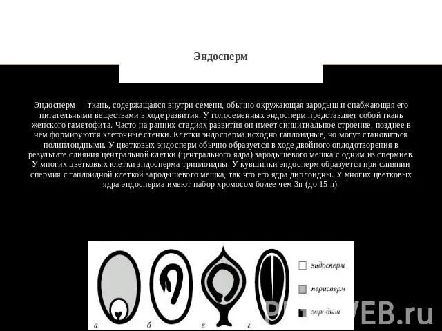 Сколько хромосом содержит эндосперм. Плоидность эндосперма пшеницы. Эндосперм голосеменных растений набор. Эндосперм ткани. Эндосперм семени.