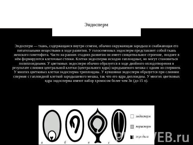 Плоидность эндосперма пшеницы. Эндосперм голосеменных растений набор. Эндосперм ткани. Эндосперм семени. Эндосперм семени образуется в результате