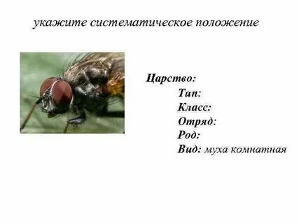 Систематическое положение мухи комнатной
