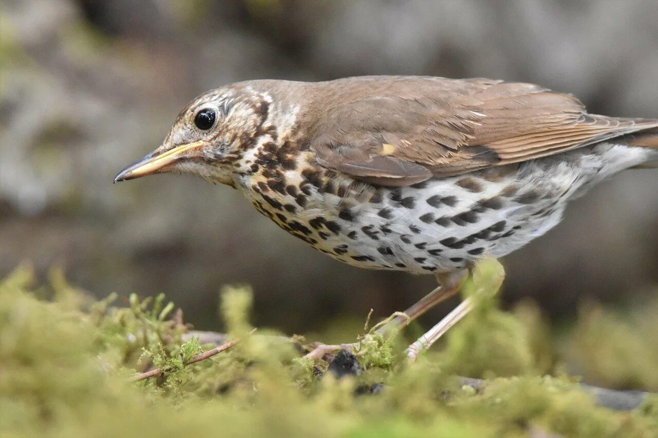 Дрозд фото википедия. Певчий Дрозд деряба. Певчий Дрозд (turdus philomelos). Певчий Дрозд фото птицы. Серый певчий Дрозд.