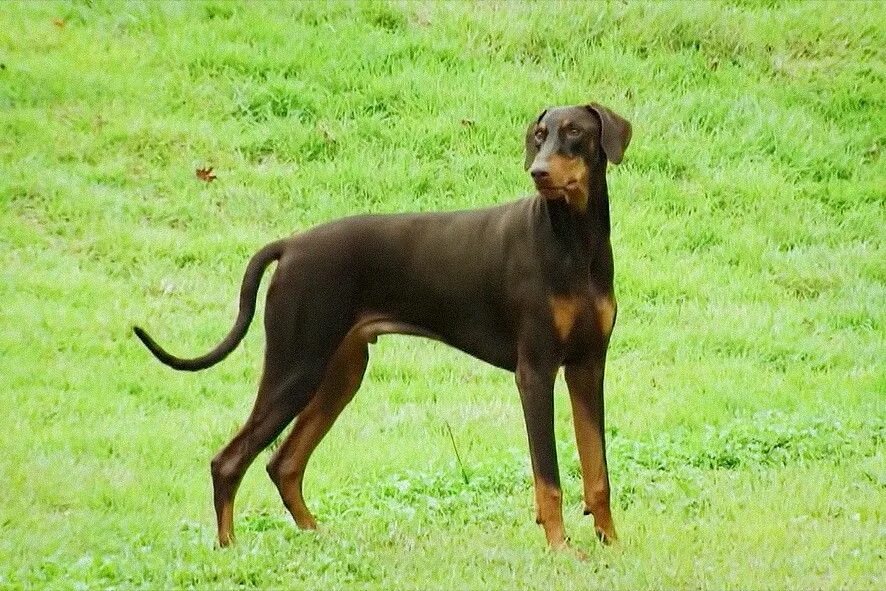 Пародда собаааки самоо ед. Канадская эскимосская лайка. Bts гурым. Собака ouch. Собака чонгука доберман.