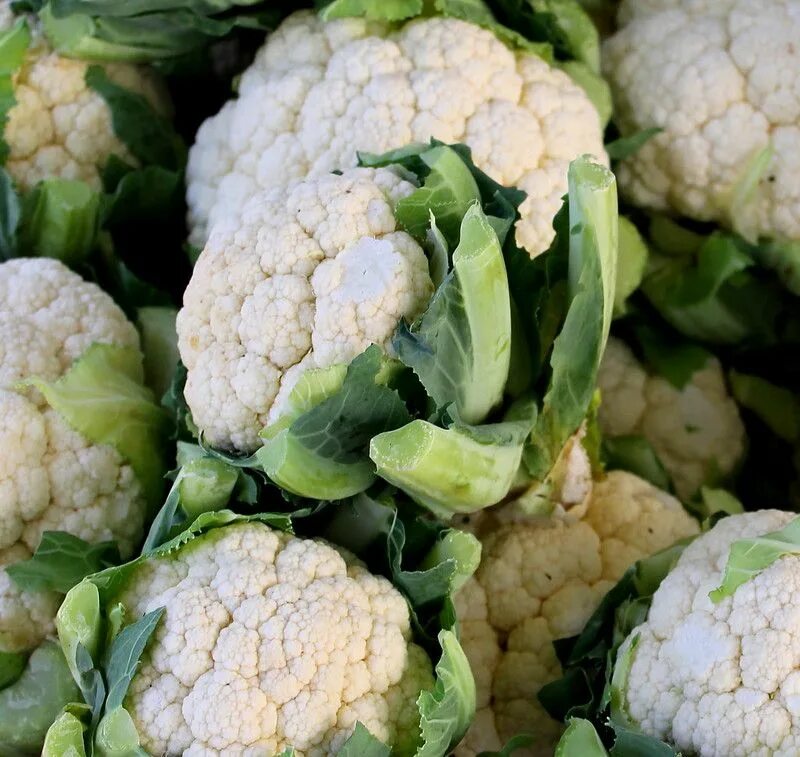 Цветная капуста на грядке. Рассада капусты брокколи. Капустные грядки. Цветная капуста в огороде. Капуста цветная марвел 4 сеазонс.