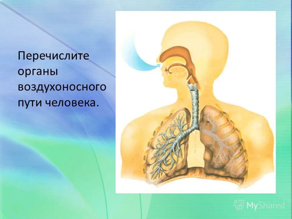 Воздухоносную функцию выполняет. Органы воздухоносных путей. Воздухоносные и респираторные органы. Воздухоносные пути анатомия. Органы входящие в воздухоносных путях человека.