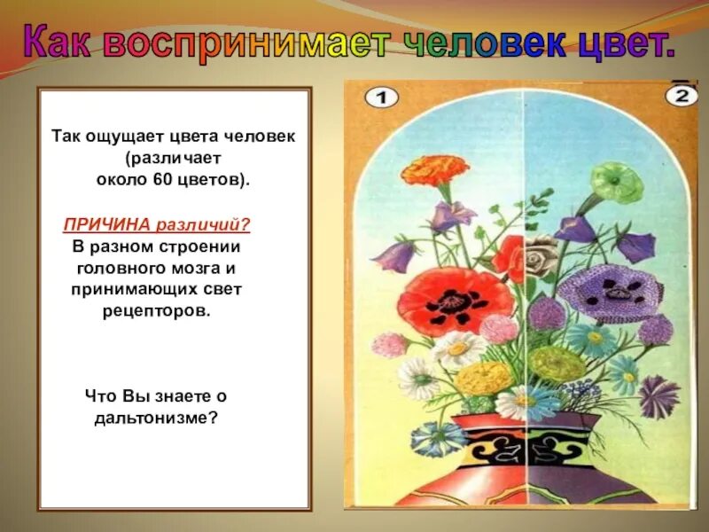 Физическая причина различия цветов окружающих нас. Как человек воспринимает цвета. Как человек различает увеьп. Как человек различает цвета. Как мы воспринимаем цвета.