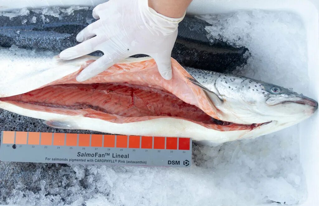 стадии эмбрионального развития икры карпа. цикл развития рыбы схема стадии развития. лосось атлантический оплодотворение внутреннее или наружное. лосось вес. класс костные рыбы отряд лососеобразные.