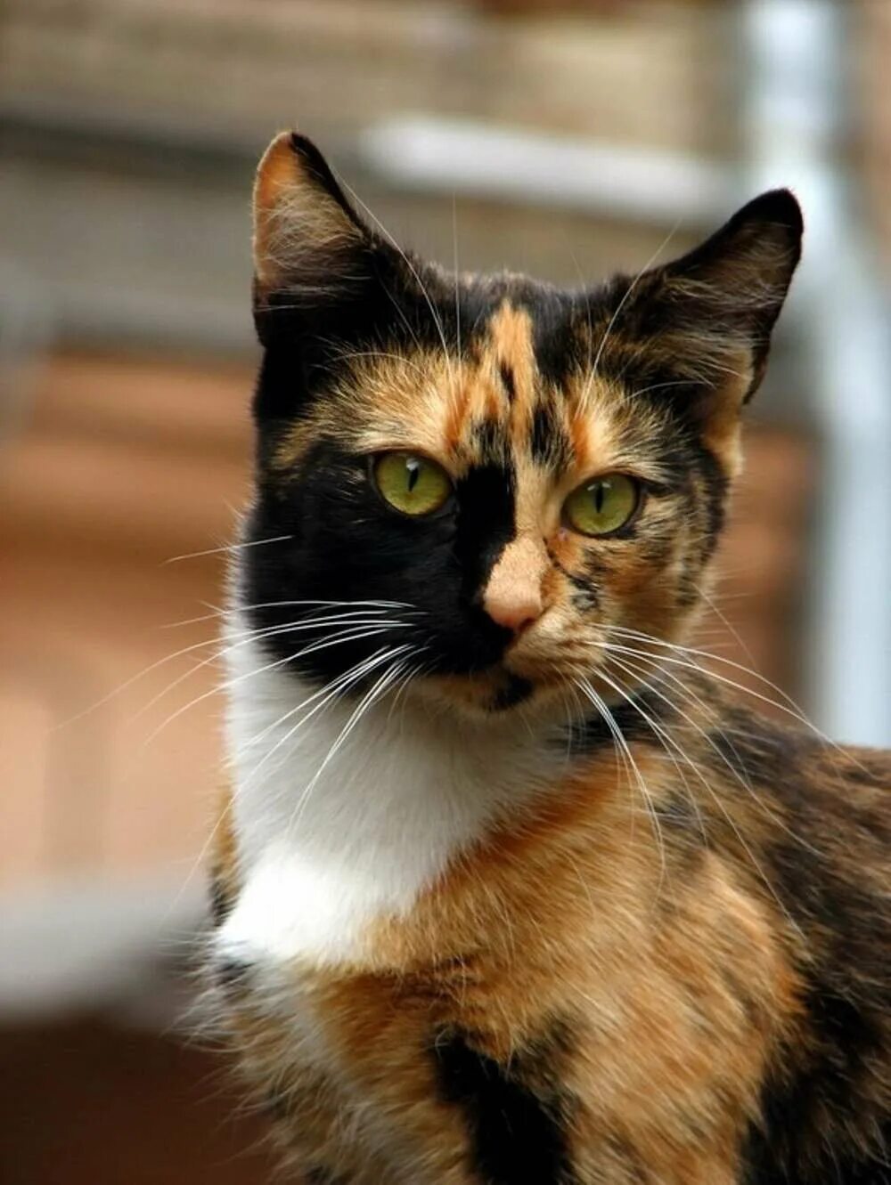 Темно пестрый. Трехцветная черепаховая кошка. Трехцветные кошки Калико. Порода Калико. Трехшерстная кошка черная.