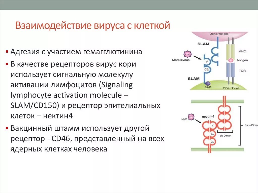 2.3.Механизм взаимодействия вирусов с клеткой.. 16. Типы и этапы взаимодействия вируса с клеткой.. Опишите типы взаимодействия вируса с клеткой. Типы взаимодействия вируса с эукариотической клеткой..