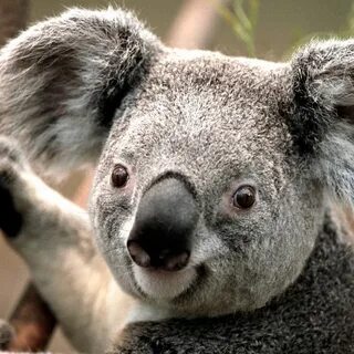 Mr_Ender Koala - YouTube 