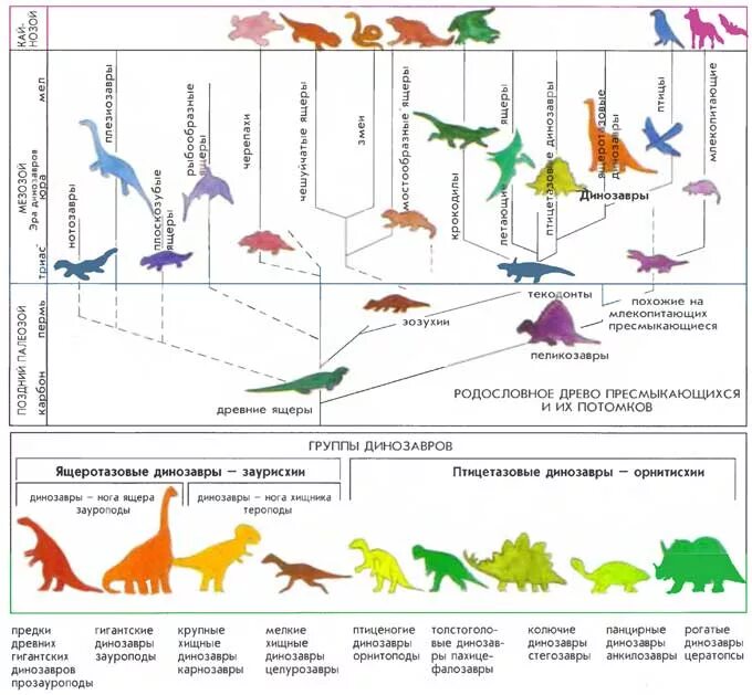 Классификация динозавров схема. Периоды жизни динозавров на земле таблица. Таблица эволюции динозавры. Систематика динозавров схема. Периоды жизни птиц