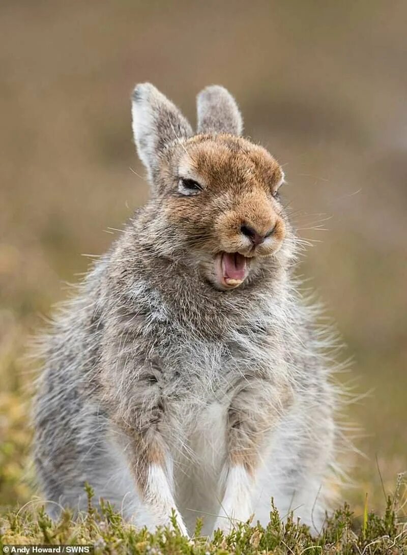 Анатомия зайца русака. Кролик улыбается. Заяц с открытым ртом. Смешные кролики. Зайца раскрыли.