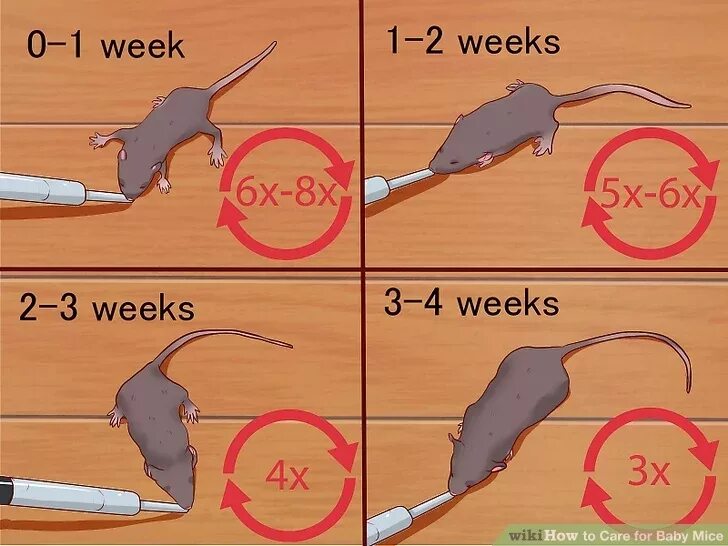 3 часть 3 мышей. Mice перевод. Части мыши рот. Baby Mouse how Wiki.