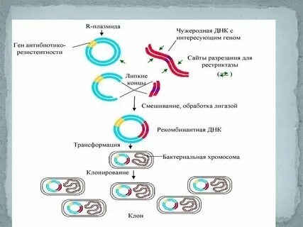 Метод рекомбинантных плазмид последовательность