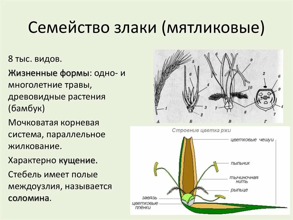 Признаки семейства злаки Мятликовые. Стебель у семейства Мятликовые. Строение семени семейства злаковых. Семейство злаковые строение цветка. Какая формула цветка семейства злаки