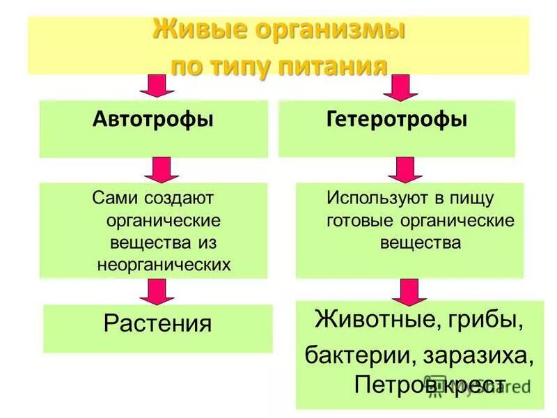 Типы питания автотрофы и гетеротрофы. Автотрофы и гетеротрофы питание. Тип питания автотрофный или гетеротрофный. Какую энергию используют автотрофы и гетеротрофы. Типы питания бактерий автотрофы примеры.