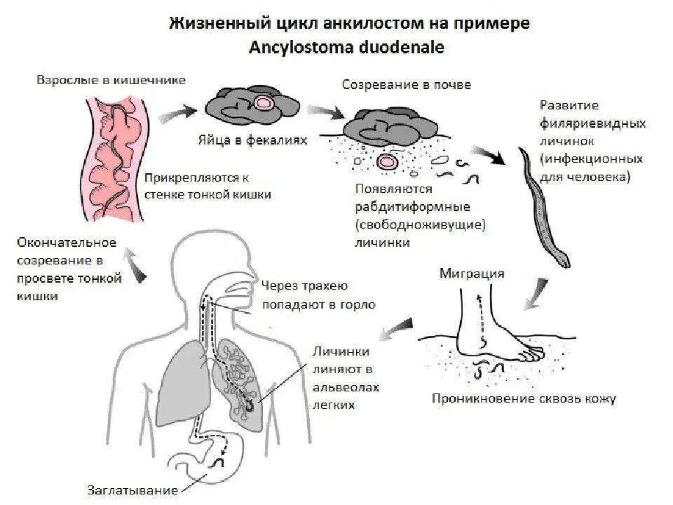 Способы заражения человека происходит. Цикл развития анкилостомы схема. Ancylostoma duodenale жизненный цикл схема. Анкилостома жизненный цикл схема. Жизненный цикл анкилостомиды схема.