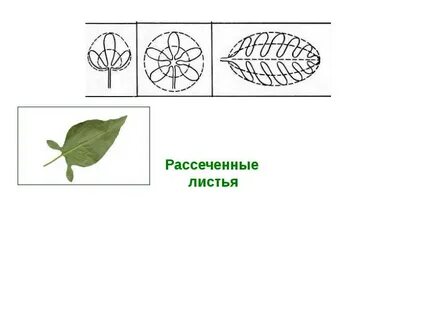 Листья пальчато раздельные край выемчатый