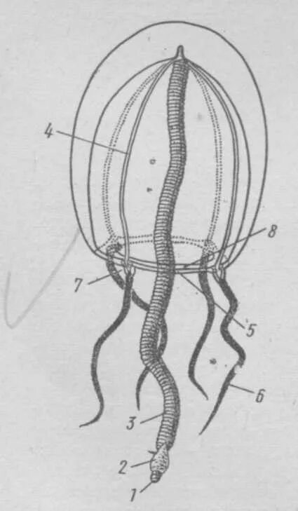 Гидромедуза Сарсия. Строение гидромедузы. Нервная система гидроидных. Строение гидроидной медузы ротовой стебелек. Кольцевой канал