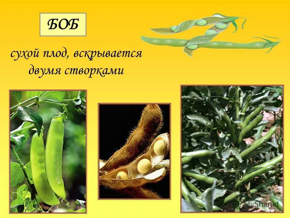 Люпин строение. Сухие вскрывающиеся плоды. Плод вскрывается двумя створками. Плод вскрывается двумя створками. Сухие многосемянные плоды боб.