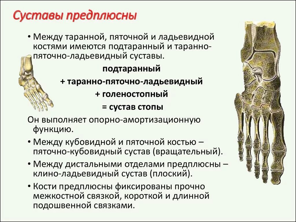 Образована тремя сросшимися костями. Форма соединения костей предплюсны. Форма соединения костей предплю. Клино-ладьевидный сустав. Предплюсно-плюсневые суставы.
