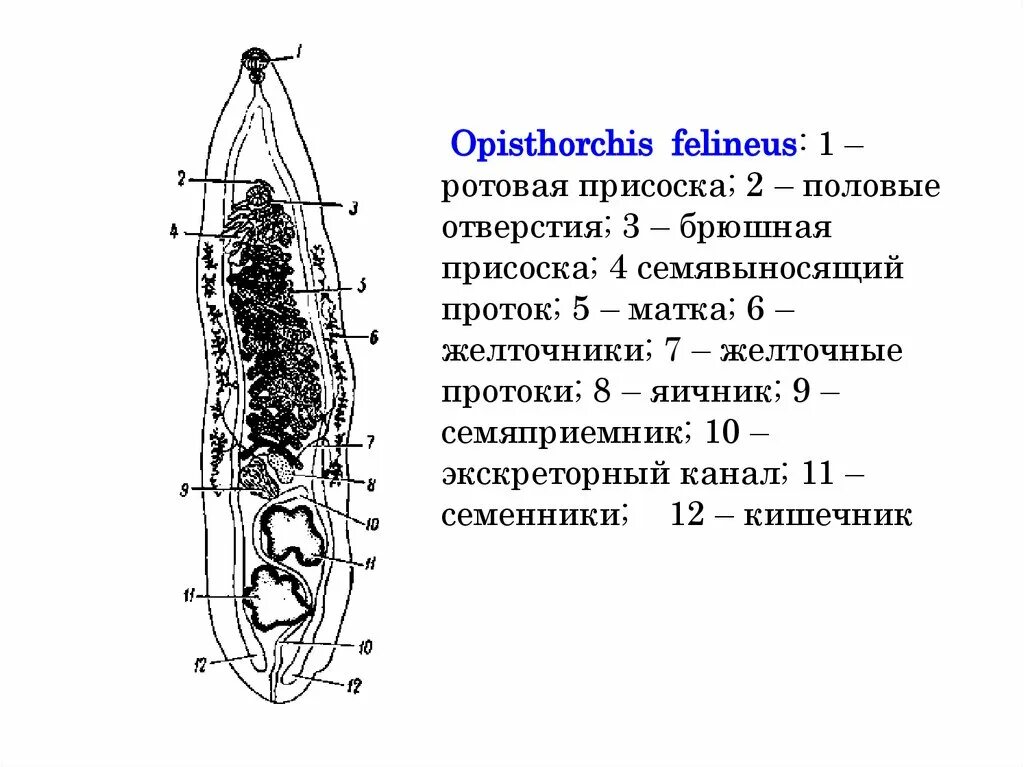 Описторхоз сибирская двуустка. Opistorchis felineus. Сибирский (кошачий) сосальщик строение. Opistorchis felineus. Промежуточный хозяин кошачьей двуустки.