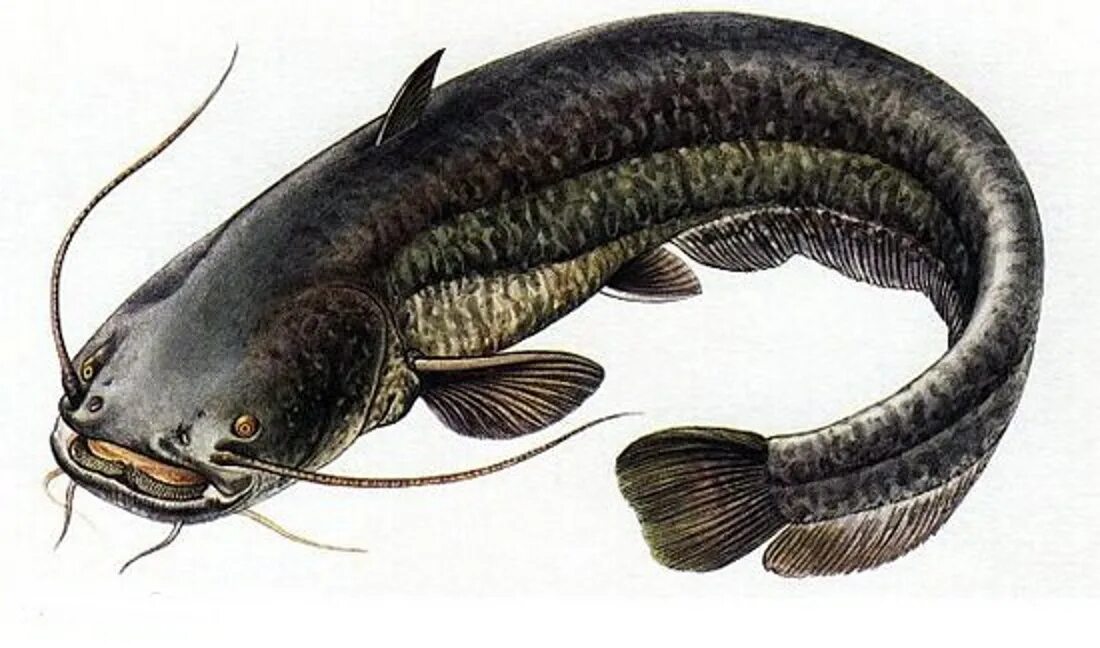 Турк ру сом 11. Обыкнове́нный сом Silurus GLANIS). Рыба сомик Речной. Обыкновенный (Европейский) сом. Сом обыкновенный Silurus GLANIS.