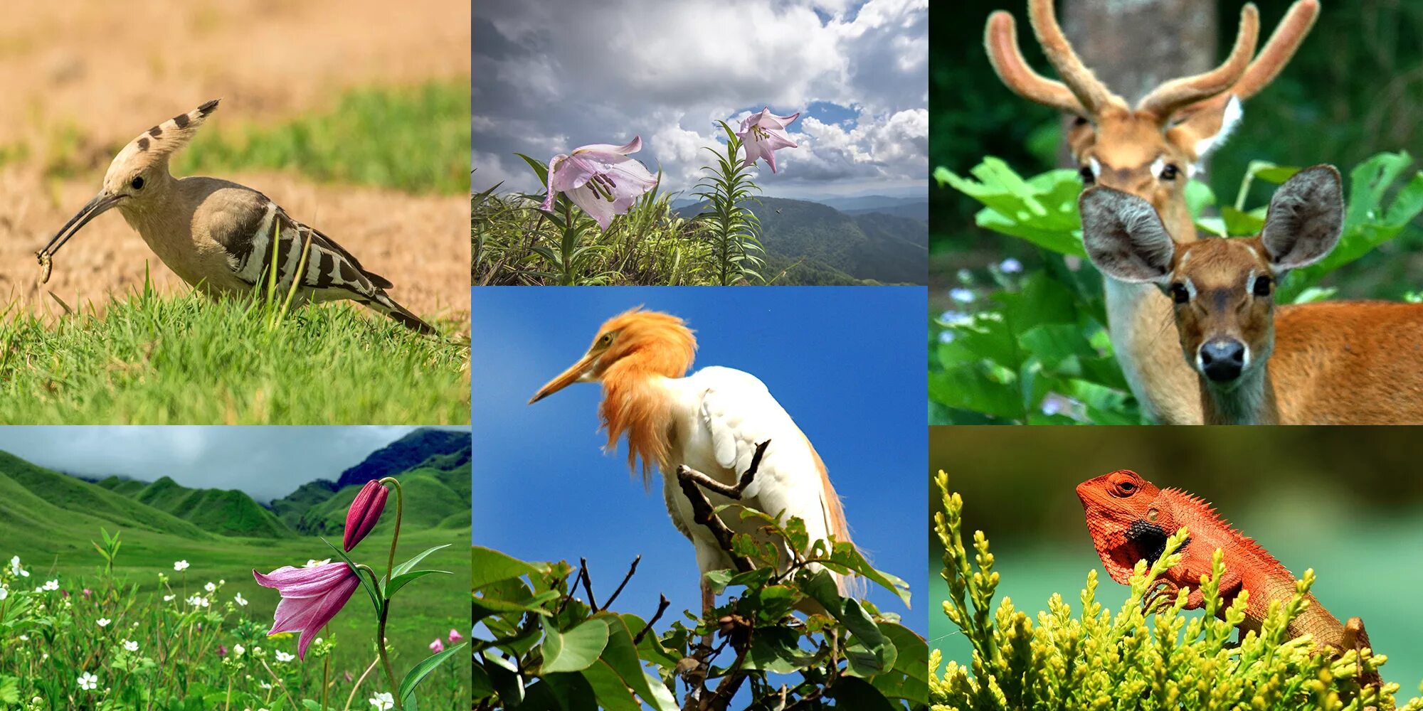 Видовое разнообразие животных леса. Растительный и животный мир. Фото Флоры и фауны.