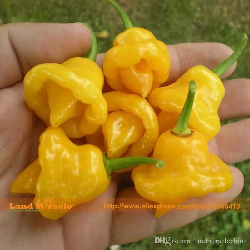 Перец пикантный колокольчик. Перец колокольчик (Scotch Bonnet). Перец полуострый колокольчик. Семена перца Горького колокольчик. Перец колокольчик Гавриш.