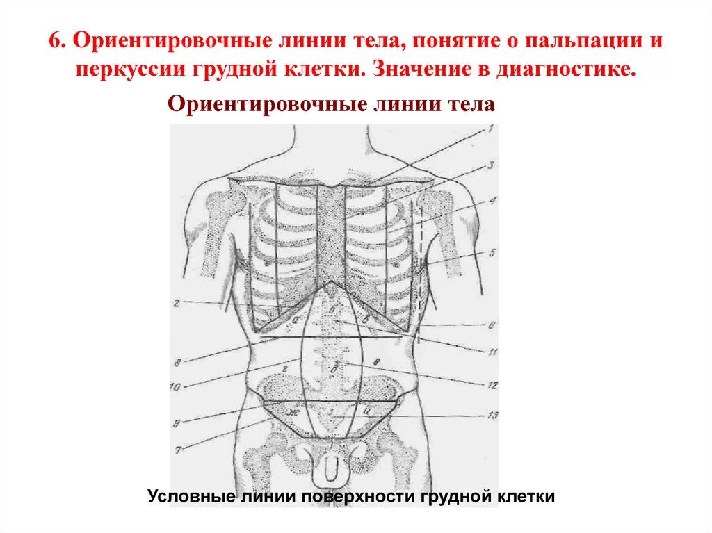 Орган отделяющий грудную полость от брюшной. Топографические линии грудной клетки. Ориентировочные вертикальные линии грудной клетки. Парастернальная линия грудной клетки. Проекция грудной клетки на поверхность туловища.