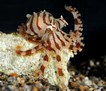 Морское беспозвоночное животное 7 букв