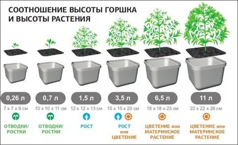 Размер растения с 3