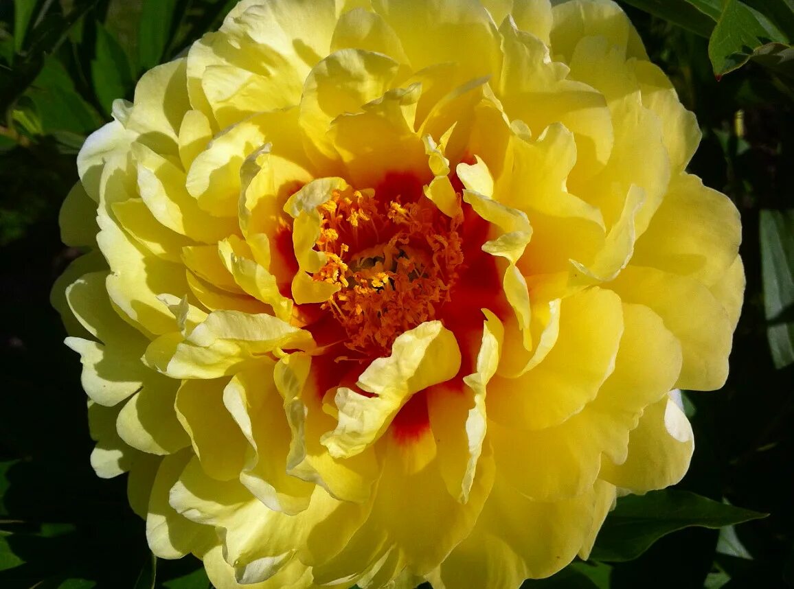 пионы желтые бартзелла описание. пион ито-гибрид бартзелла. пион желтый bartzella ито. пион ито bartzella. Bartzella ~ itoh hybrid пион.