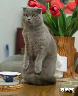 Шотландский кот сидит