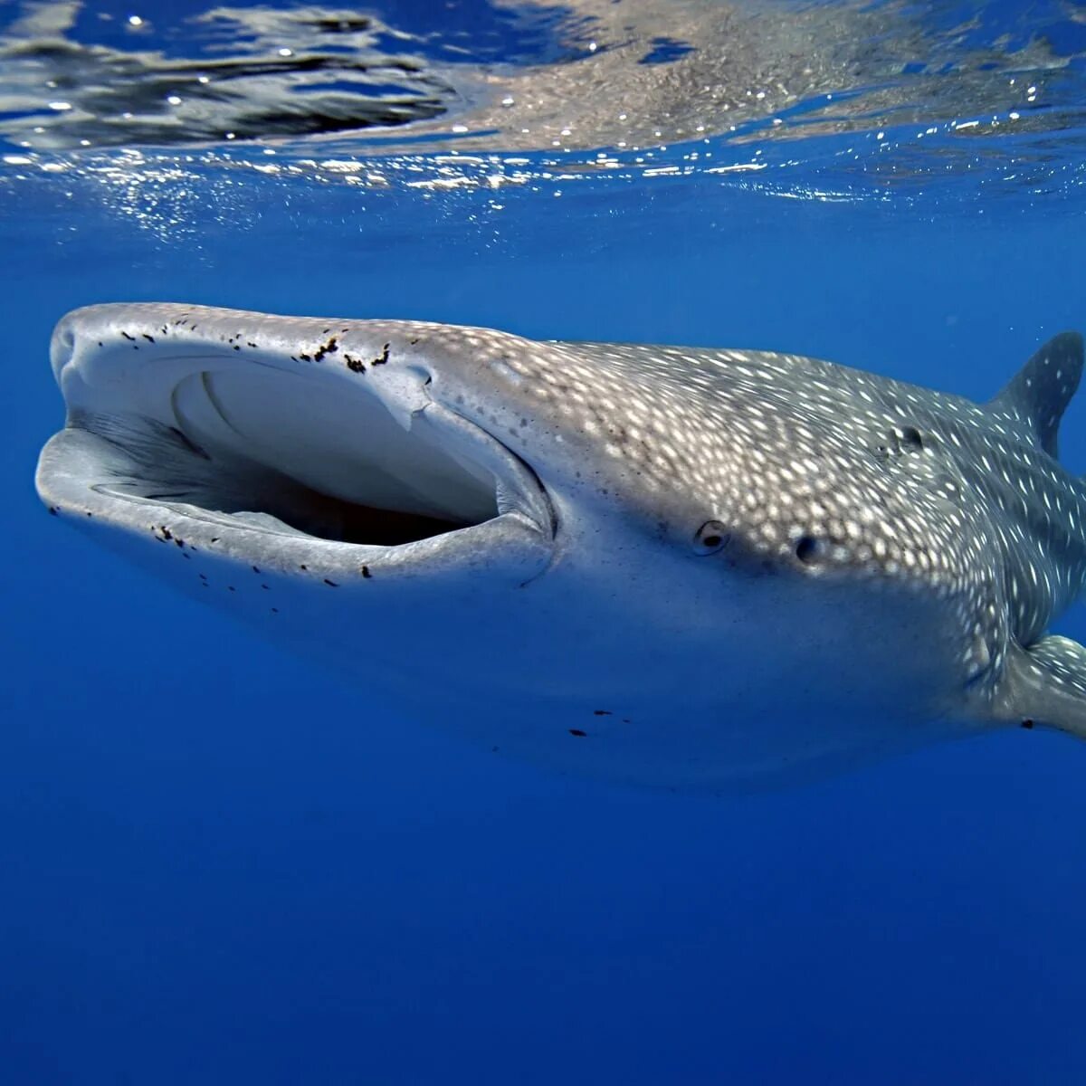 Фотки больших акул. Китовая акула. Китовая акула челюсти. Самая большая рыба китовая акула. Китовая акула гигант.