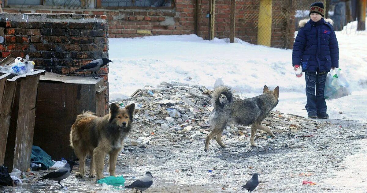 Нападение бездомных. Бродячие собаки. Стая бездомных собак. Бродячие собаки в городе.