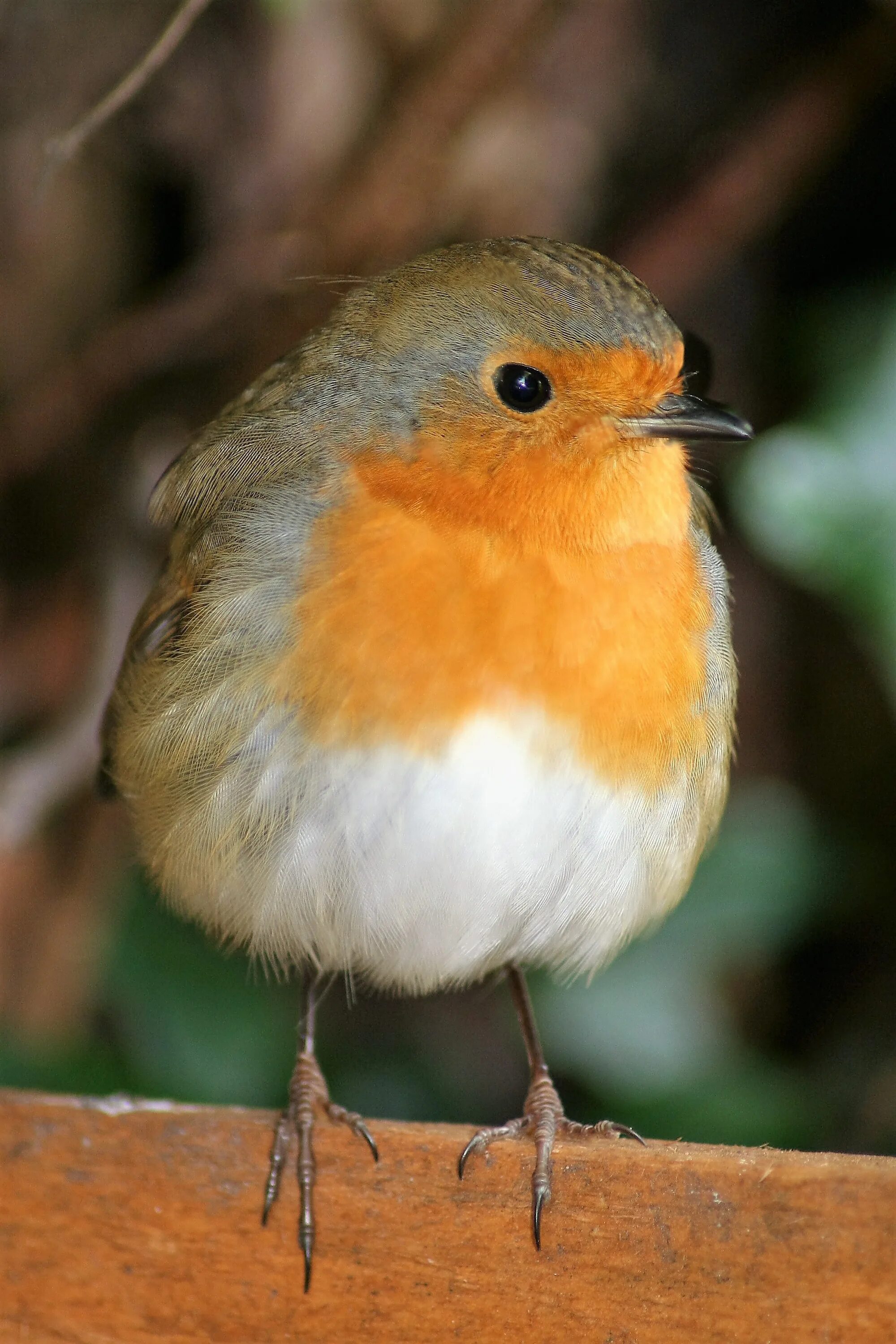 Robin bird