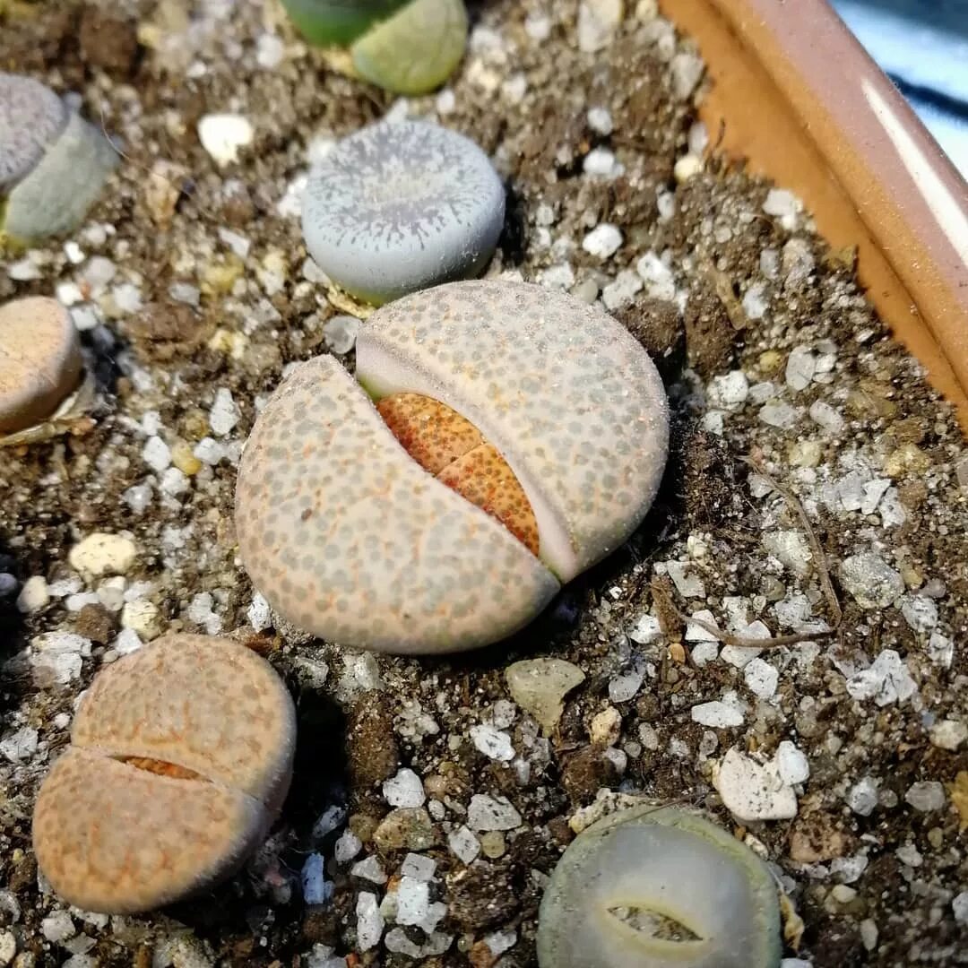 Живые камни семена. Литопсы. Lithops 111a. Литопсы семена живые камни Лесландия. Что такое литопсы для выращивания.