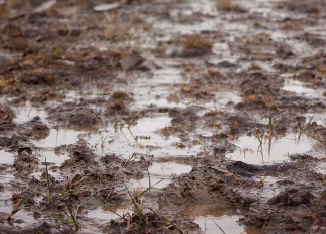 Благодаря какому явлению высыхает влажное белье. Серые почвы мокрые. Пол еще не высох. Damp Soil художник. Как высушить болотистое местность.