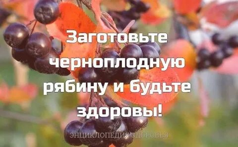 Сколько можно есть черноплодную рябину