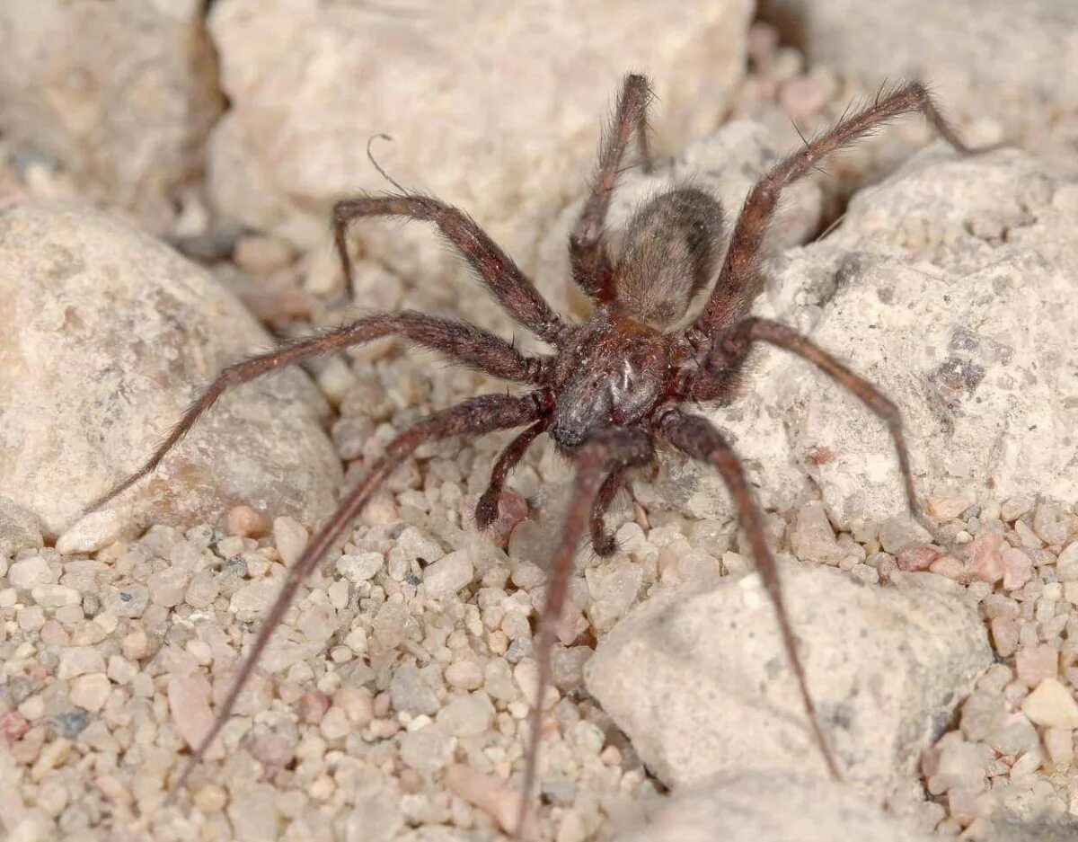 Down spiders. Тегенария домовая паук. Паук Домовой воронковый. Домовой паук Tegenaria domestica.