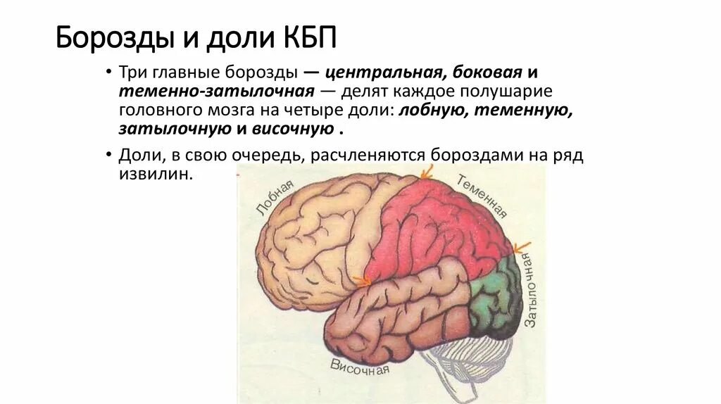 Головной мозг КБП зоны и доли. Доли КБП головного мозга и их функции.