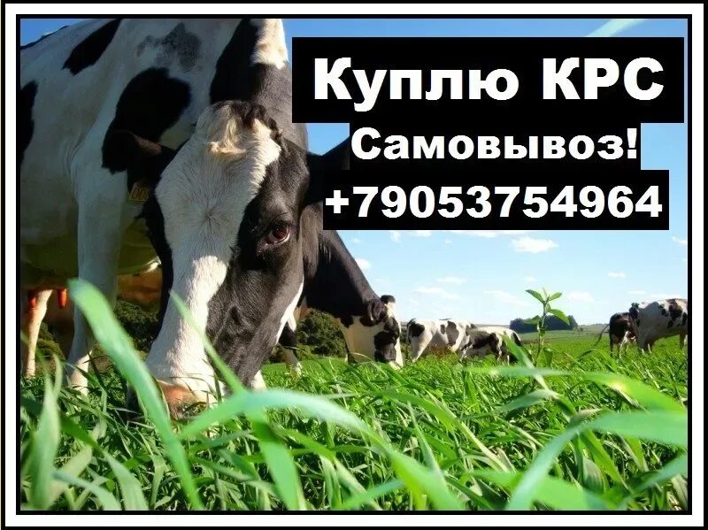 Река завывания в сканворде. Оптовый скупщик скота 6 букв кроссворд. Игра сканворды ответы. Крс объявления. Оптовый скупщик скота 6 букв кроссворд.