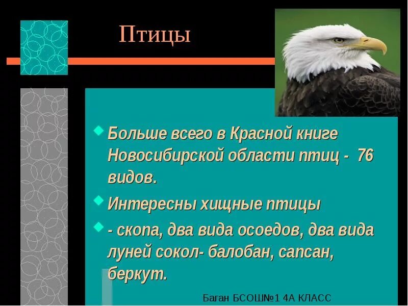 Красная книга новосибирска. Красная книга Новосибирской области. Птицы из красной книги. Птицы красной книги Новосибирской области. Краснокнижные птицы Новосибирской области.