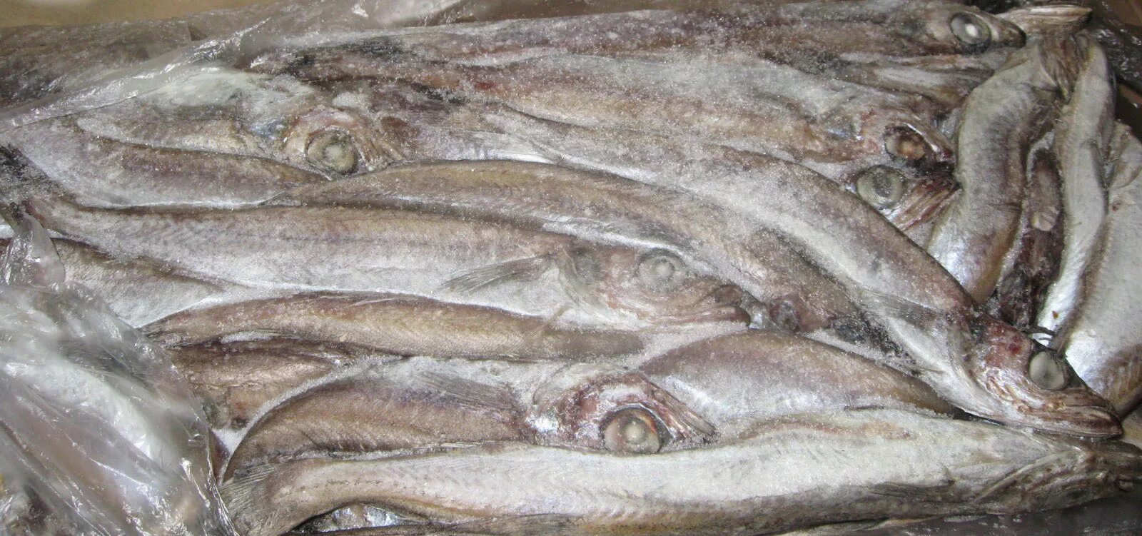Рыба путассу свежемороженая. Путассу рыба мороженая. Северная путассу. Рыба путассу свежемороженая. Путассу заморозка.